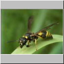 Ancistrocerus nigricornis - Lehmwespe 03.jpg